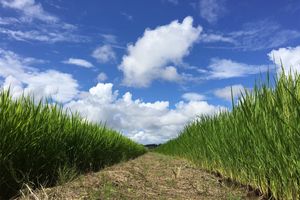 気温だけでは安全かどうか分からない。熱中症対策は「暑さ指数」がカギ