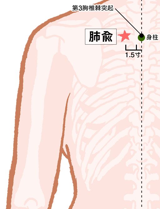 肺兪（はいゆ）：膀胱経のツボ