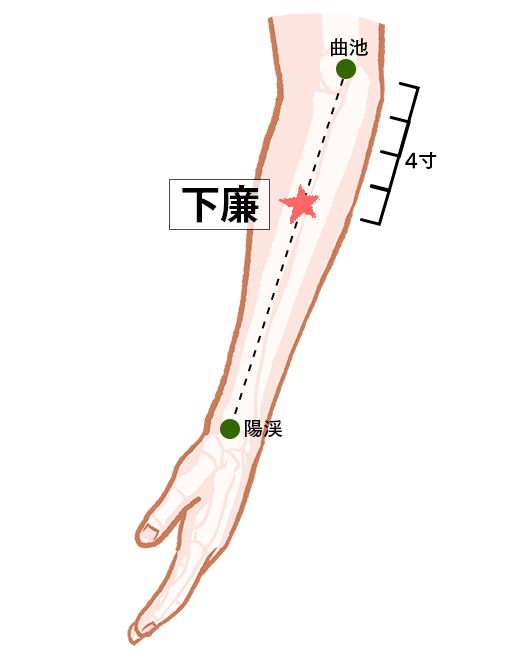 下廉（げれん）：大腸経のツボ