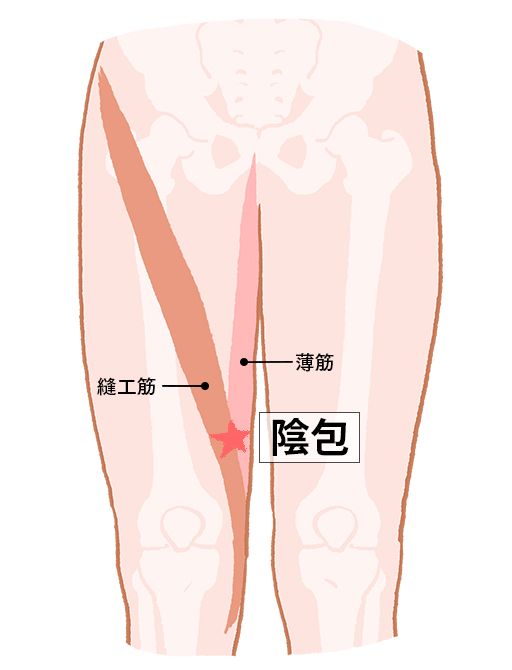 陰包（いんぽう）：肝経のツボ