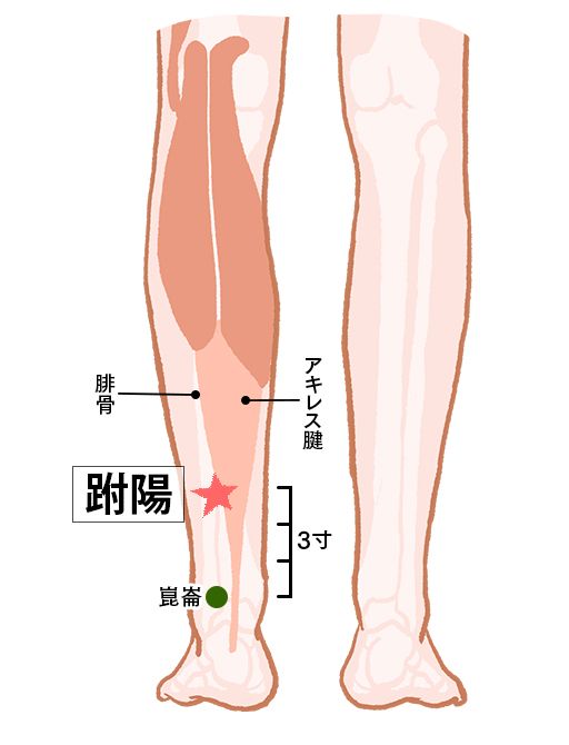 跗陽（ふよう）：膀胱経のツボ