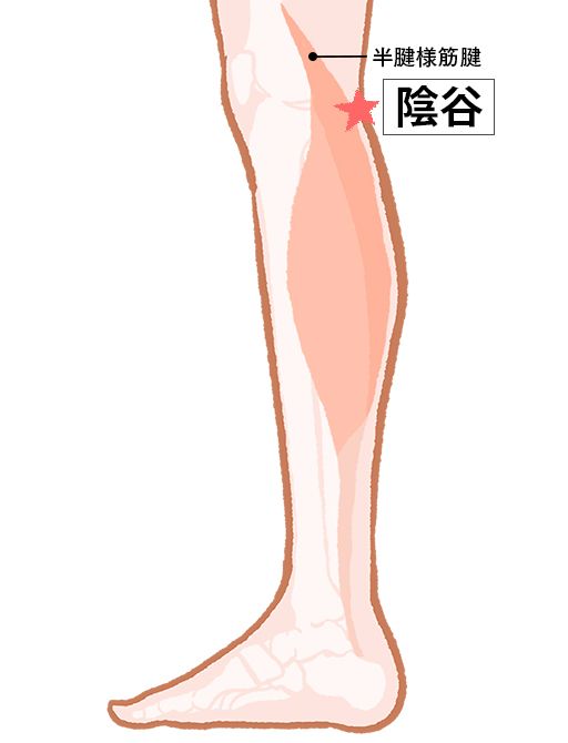 陰谷（いんこく）：腎経のツボ
