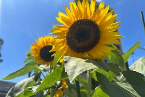最低気温なのに30℃？ 日本で歴代一番「高い」最低気温が観測された理由