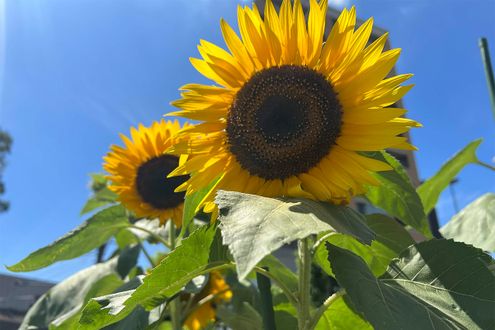 最低気温なのに30℃？ 日本で歴代一番「高い」最低気温が観測された理由