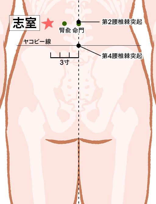 志室（ししつ）：膀胱経のツボ