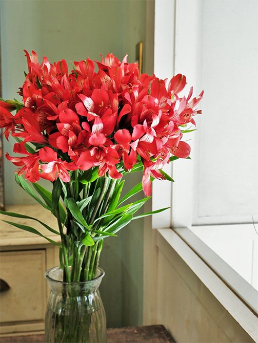 アルストロメリア‘アヤックス’は、鮮やかな赤の花弁に白が少し入るのが特徴。光の具合で、それが照りにも見え、輝いているような印象を受けます。夏バテ気味の心も、この赤を見れば元気回復しそうです。
