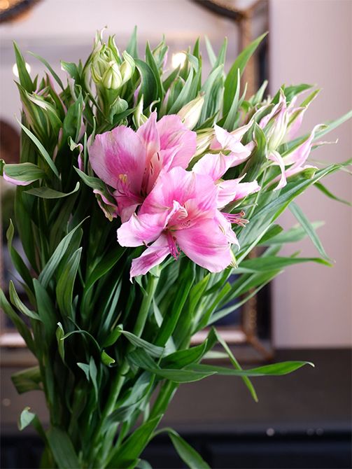 八重咲きで花が大きなアルストロメリアの‘クルサ’。一般的なアルストロメリアは1本の茎に複数の花をつけますが、この種類は1茎1花。まるでユリのような存在感に初めてみた時は驚きました。蕾の時の白と緑が混じる色も涼しげで、とてもエレガントな雰囲気です。