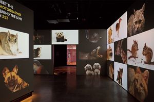 ナショナル ジオグラフィック誌の博物館が4年の時を経てリニューアルオープン