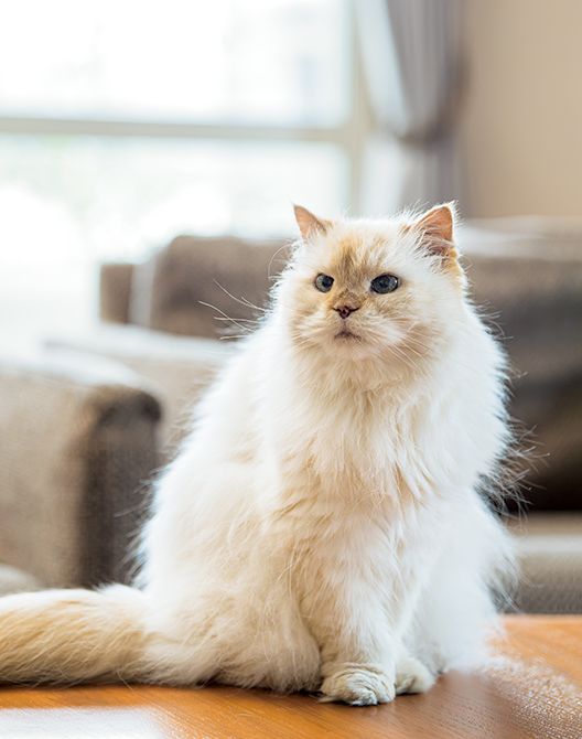 桜沢エリカさんの愛猫、ルルちゃん。17歳と年齢を重ねても自由気ままに家の中をお散歩。