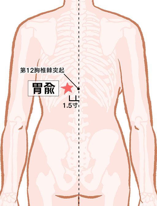 胃兪（いゆ）：膀胱経のツボ