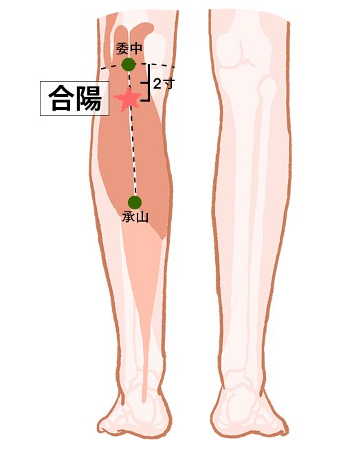 合陽（ごうよう）：膀胱経のツボ