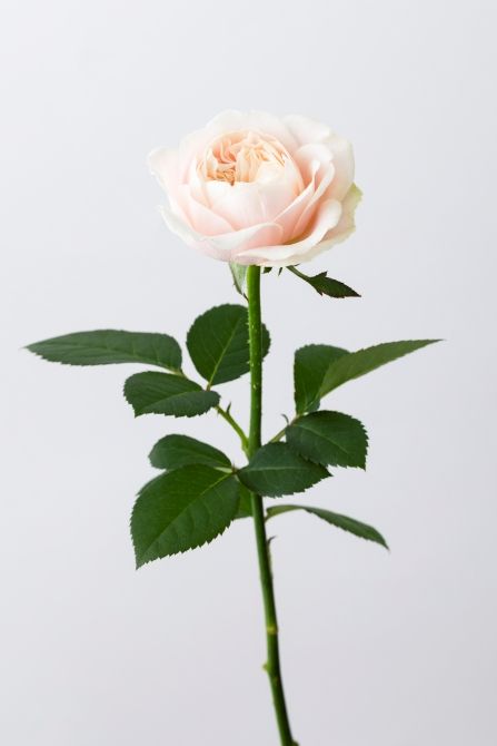 バラ‘シフォンヴェール’。上品で落ち着いたシルバーピンクが美しいバラ。幾重にも花弁を重ねる、ロゼット咲きも魅力。
