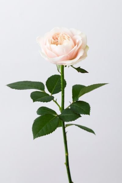 バラ‘シフォンヴェール’。上品で落ち着いたシルバーピンクが美しいバラ。幾重にも花弁を重ねる、ロゼット咲きも魅力。