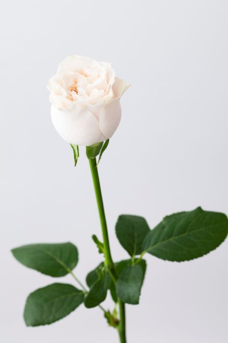バラ‘ラプソディ’。アイボリーを帯びた繊細な花色と、ふっくらと重なり合う花弁が美しい。