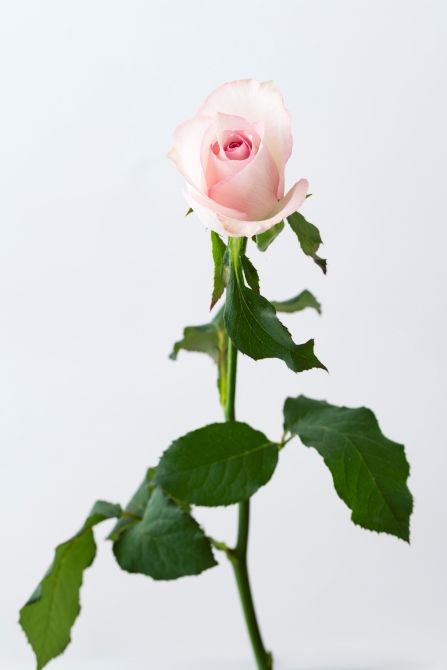 バラ‘プライムライン’。淡いピンクの花色と幾重にも重なる花弁が、ブーケに優しさと華やかさを与えてくれます。
