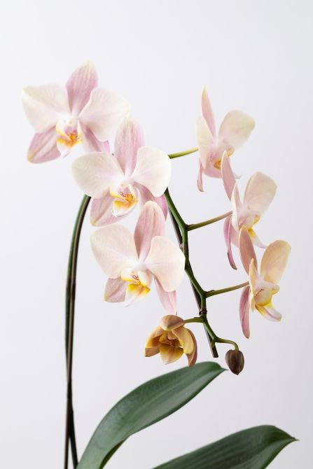 コチョウラン‘マザーチーク’。 咲き始めの黄みを帯びたベージュから、次第にピンクベージュへと花色が変化する希少な品種。蝶を思わせる優雅な花姿も魅力です。