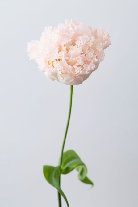 トルコキキョウ。ふんわりとしたフリルのような柔らかな花弁が特長。花持ちのよさでも知られ、切り花としても広く親しまれています。