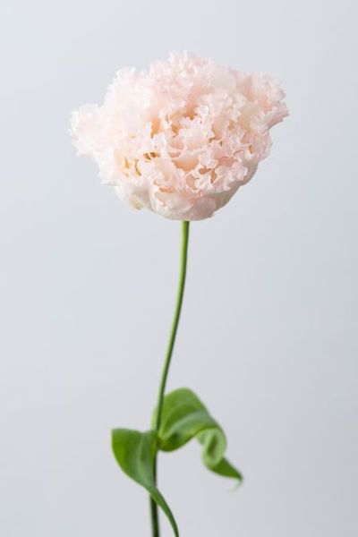 トルコキキョウ‘NFマーモピンク’。ふんわりとしたフリルのような柔らかな花弁が特長。花持ちのよさでも知られ、切り花としても広く親しまれています。