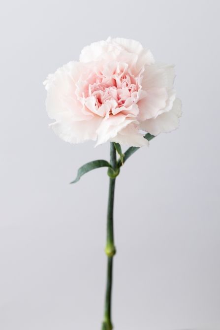 カーネーション‘ブライダルダマスカス+(プラス)’。淡いピンクと繊細に波打つように重なる花弁が魅力。華やかでありながら優しい表情を添えます。