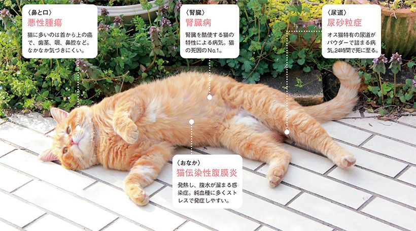 猫がかかりやすい病気の代表例