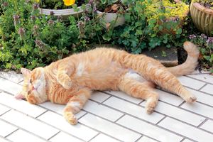 カリスマ獣医・野村潤一郎先生に聞く（後編）　猫の健康を守る飼い主の仕事8つ