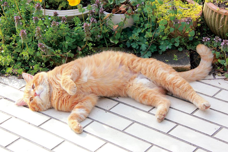 カリスマ獣医・野村潤一郎先生に聞く（後編）　猫の健康を守る飼い主の仕事8つ