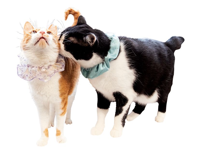 左から、能登からやってきた遊び好きのおおのちゃんと、杉並区で保護された白黒猫のチクチクくん。