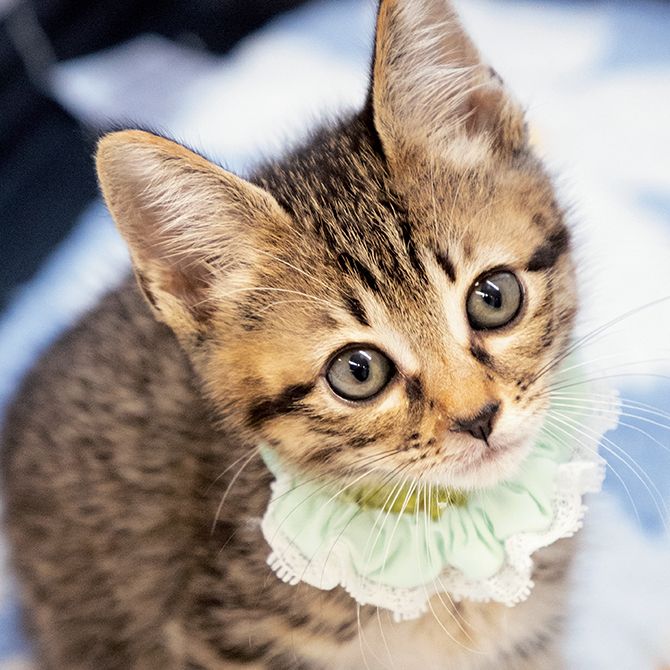 能登半島地震で被災した猫から生まれ、飛行機で上京したすぎくん。抱っこが大好き。