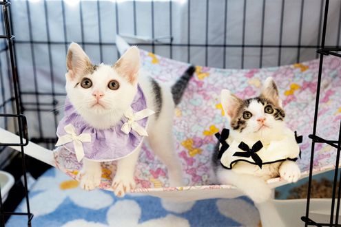 “里親”という選択で、猫のいる暮らしを始める　命を守る保護猫活動の現場からレポート