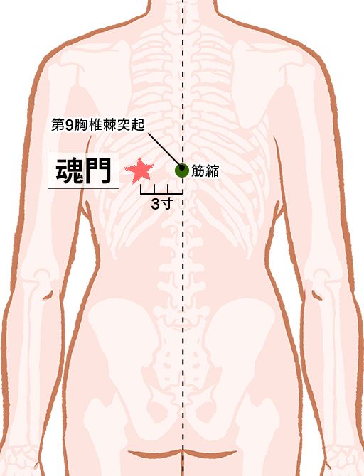魂門（こんもん）：膀胱経のツボ