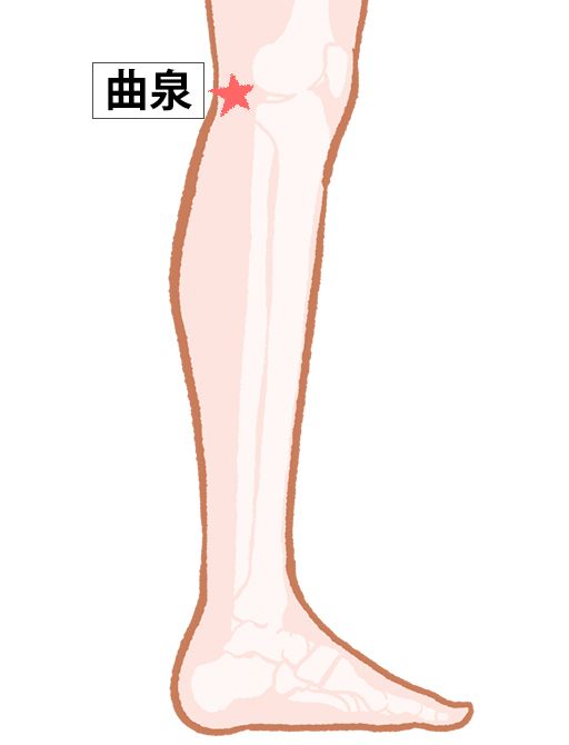曲泉（きょくせん）：肝経のツボ
