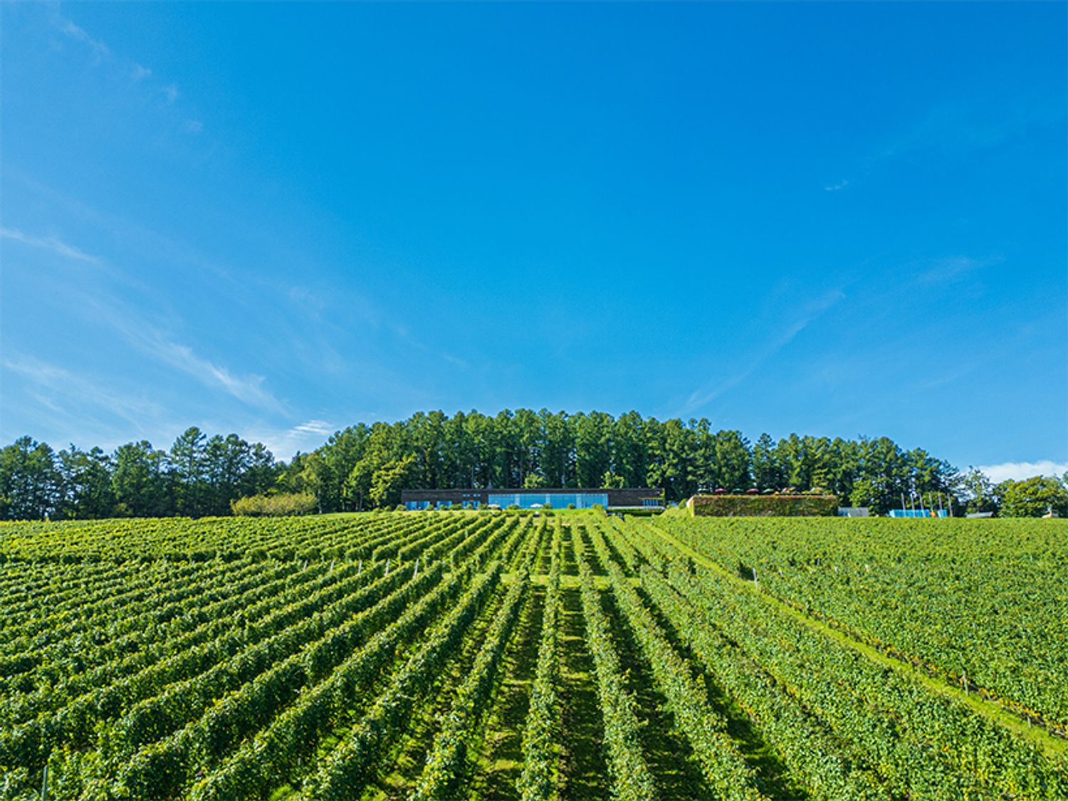 NIKI Hills Wineryのカートツアーでは、見渡す限りのブドウ畑の中を爽快に駆け抜ける。（写真提供：NIKI Hills Winery）
