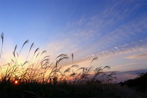 涼しくなるほどコオロギの鳴き声がゆっくりに？ 虫の声と気温は関係があるのか