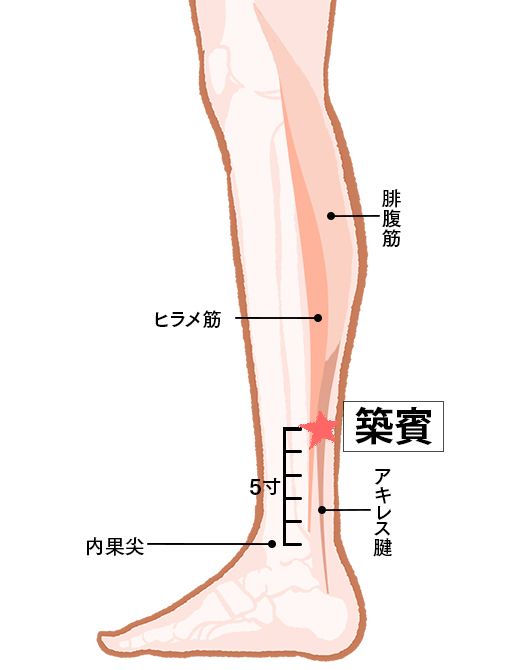 築賓（ちくひん）：腎経のツボ