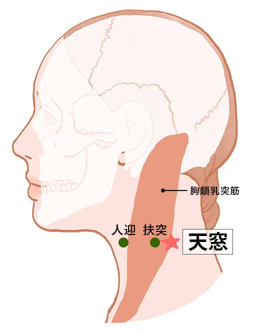 天窓（てんそう）：小腸経のツボ
