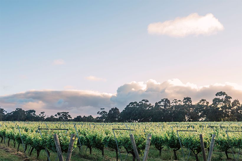 西オーストラリア州マーガレット・リヴァーのブドウ畑。シャルドネやカベルネ・ソーヴィニヨンなど、世界的評価の高いプレミアムワインを生む産地のひとつ。ⓒWine Australia