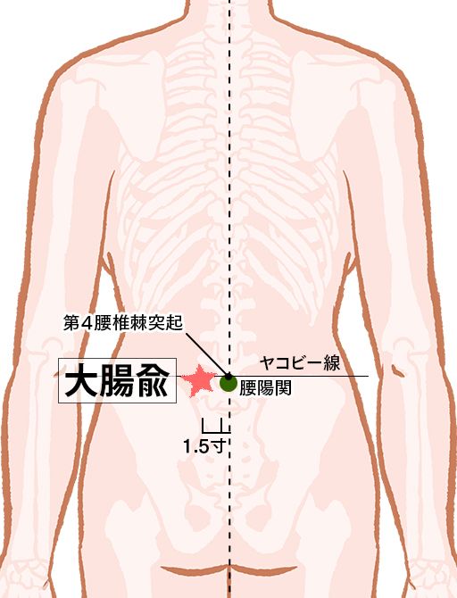 大腸兪（だいちょうゆ）：膀胱経のツボ