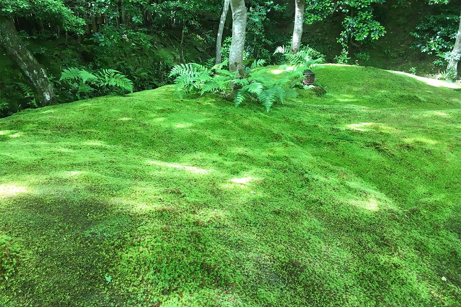霧が減ると姿を消すコケ。 美しい苔庭を脅かすヒートアイランド現象