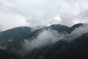 森の生命活動が雲を生み出す？ 「森林雲」はどのような雲か