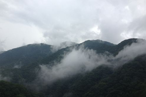 森の生命活動が雲を生み出す？ 「森林雲」はどのような雲か