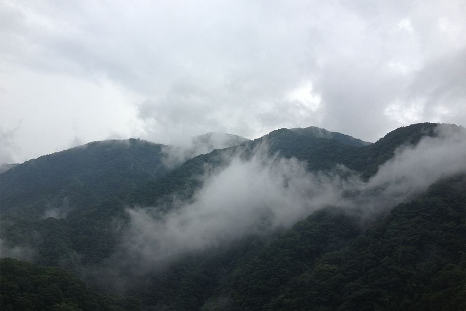 森の生命活動が雲を生み出す？ 「森林雲」はどのような雲か