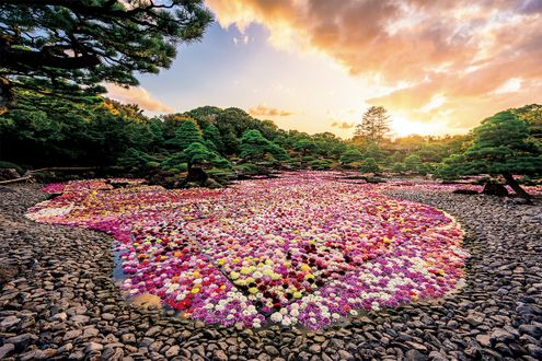 島根の由志園にて、花匠・佐々木直喜氏が「池泉天竺牡丹」に挑む