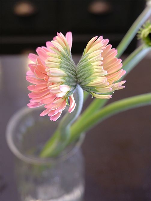 茎の先端に花がくっついて2つ!これ、じつは奇形なので市場に出ることはありません。奇形といえどもとても愛らしいので、「アドアーフローカ」のゆかりさんが「トレモロミックス」に数輪をおまけとして加えてくれたものです。もちろん、このかわいらしさを贈り花に生かします!
