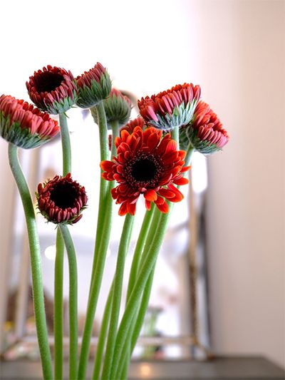 ‘オールラウンド’も蕾ガーベラで届きました。花芯が黒い、いわゆる黒目の品種で、これがシックな雰囲気を感じさせます。私は黒目の品種を好んで使うのですが、それを知ってか、「アドアーフローカ」さんは、私へのガーベラミックスはほとんど黒目を選んでくれます。花屋の好みまでよく把握しているなーとうれしい限り。