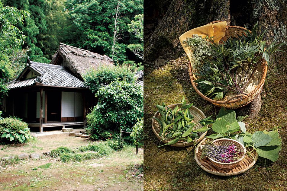 薬草栽培の原点を守り、未来へ繫ぐ「 森野旧薬園」　薬草の魅力を五感で幅広く楽しめる