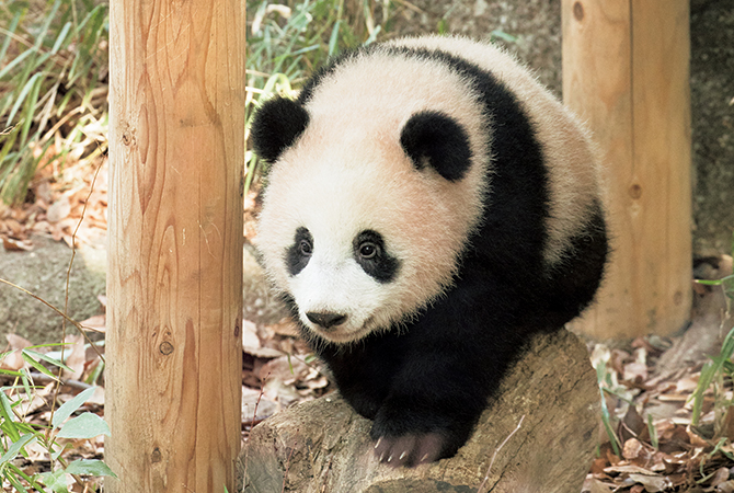大きくなったね！ 上野動物園のパンダ・シャンシャンの成長記録を