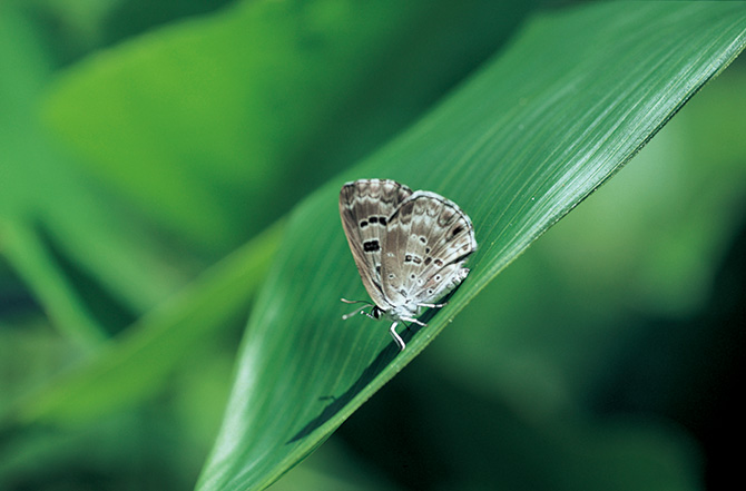 今森光彦さん、農家になる。蝶が集まる庭を求めて