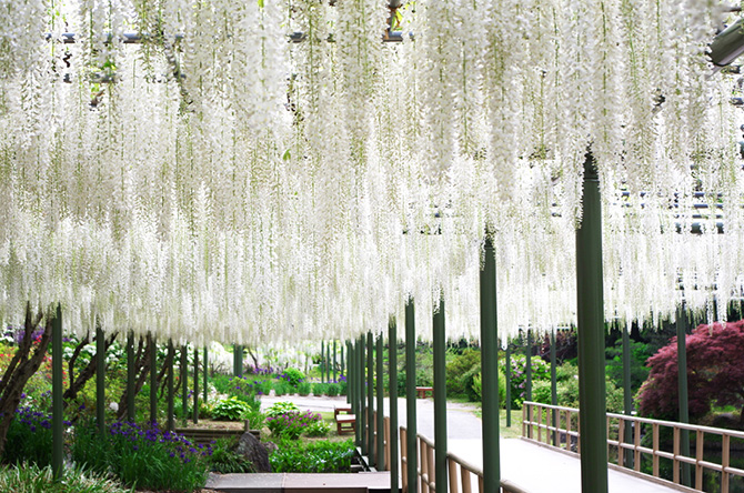 まるで名画。はままつフラワーパークで出会う 息を飲むほど美しいフジ