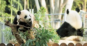 動物園の人気者！ジャイアントパンダの暮らしぶり