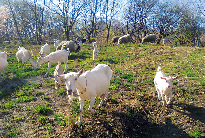 もはや奇跡！蒜山（ひるぜん）高原の羊飼いが作るフレッシュチーズ
